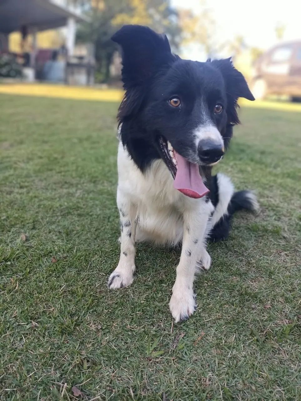 Border collie 