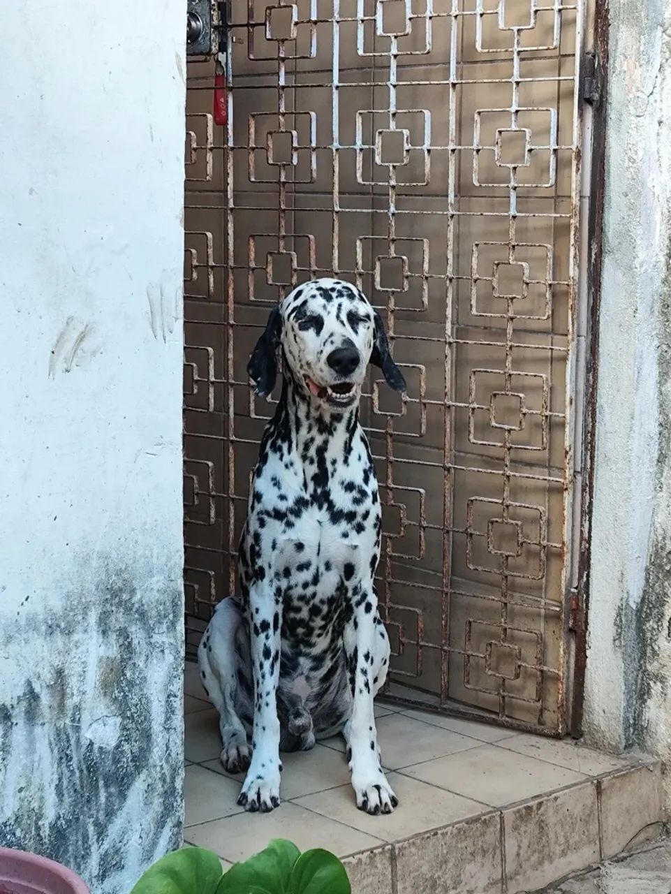 Dálmata para doação  - Foto 3