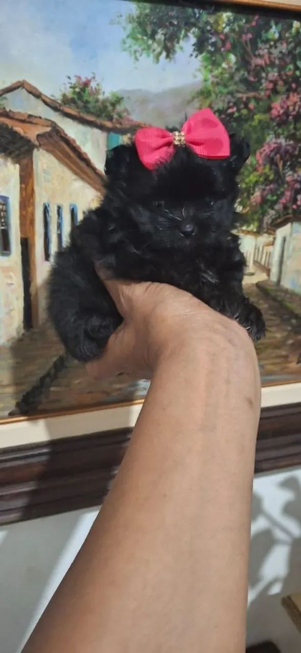 Lulu blek tan anão  - Foto 3