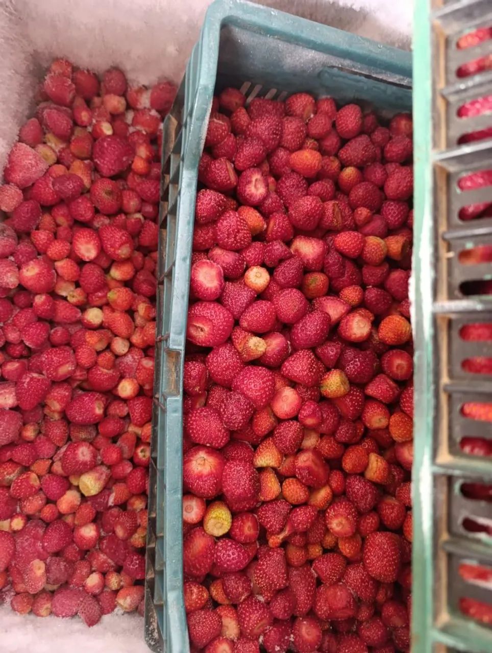 Morangos congelados do Nordeste  - Foto 4