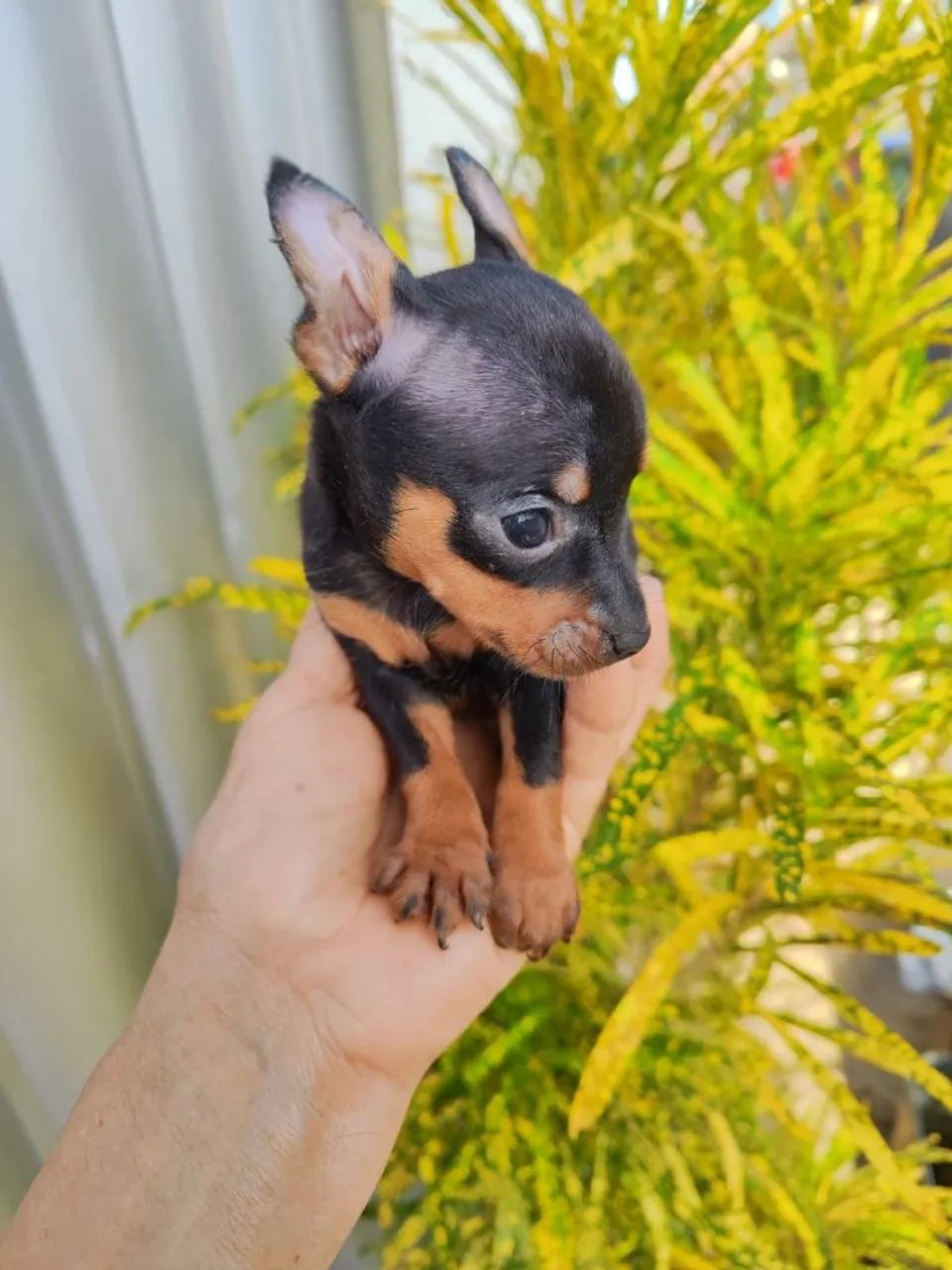Pinscher  - Foto 3