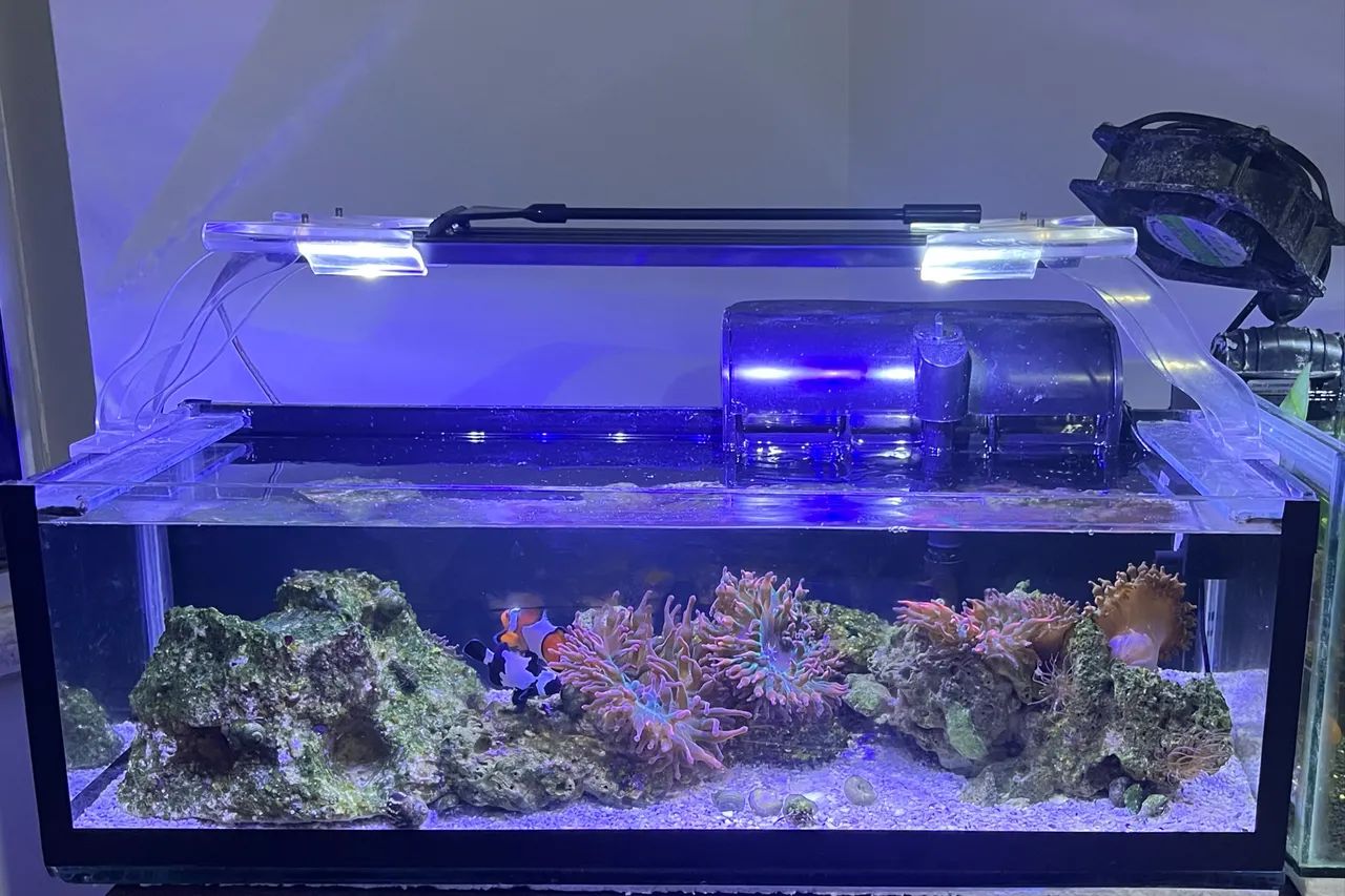 Aquario  - Foto 5