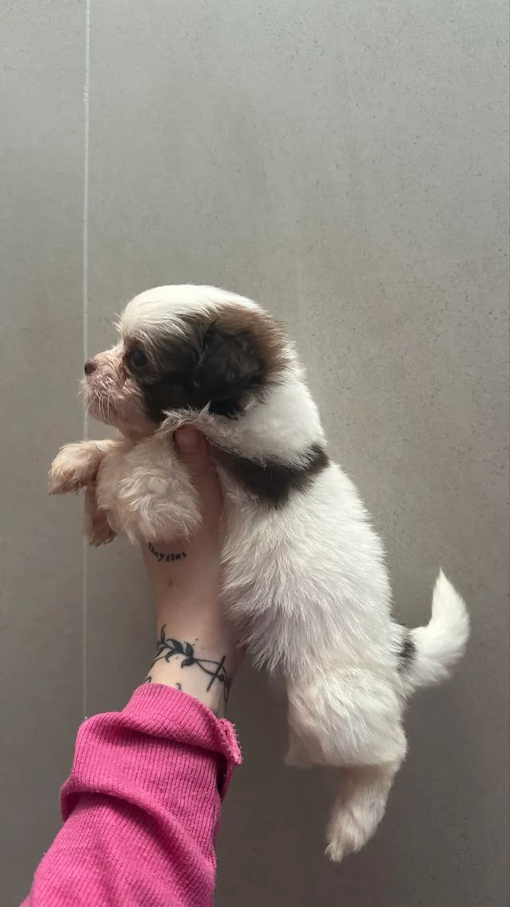Shihtzu femea - Foto 2