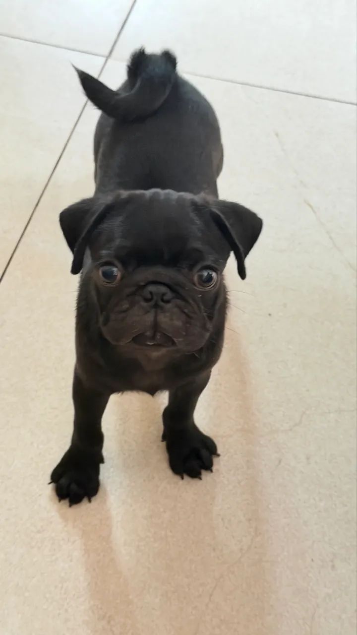 Filhote de Pug  - Foto 6
