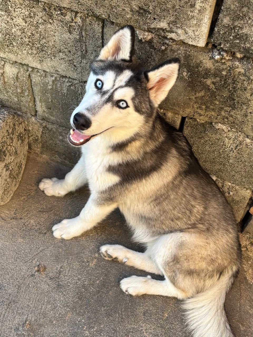 Husky siberiano  - Foto 2