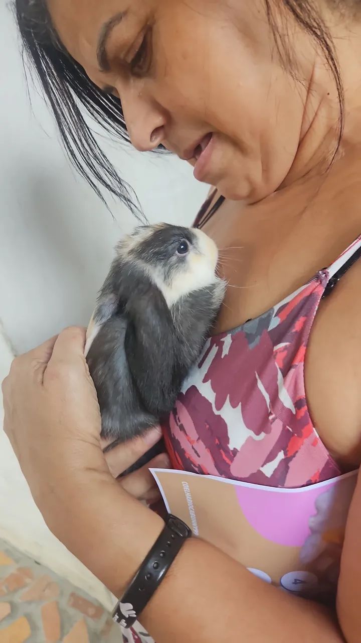 Linda coelha Mini lop Uruguaiano. - Foto 4