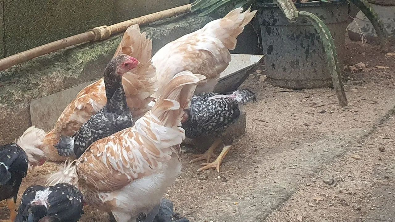 Casal de polinesa camursa - Foto 3