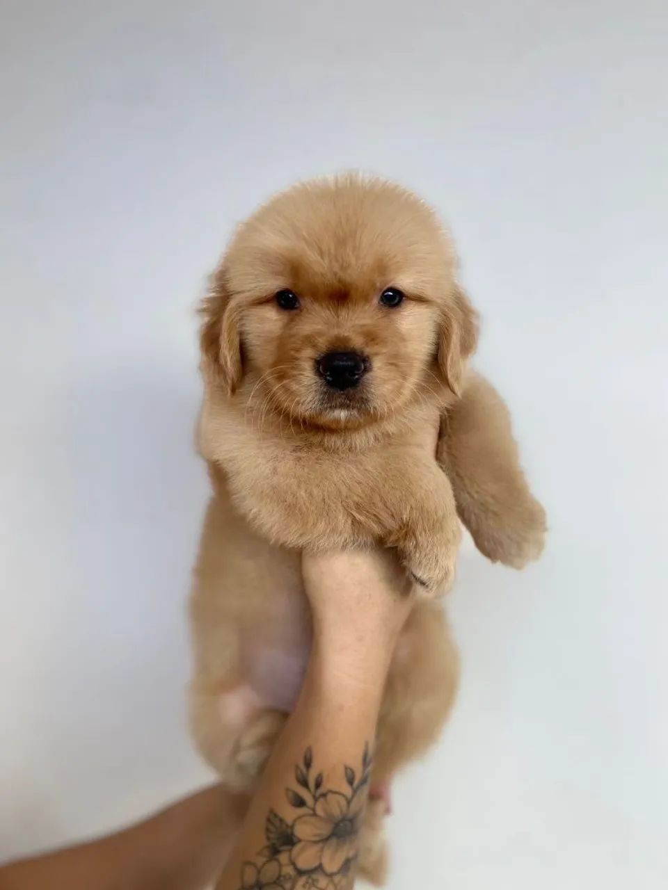 Golden  retrivier  - Foto 4