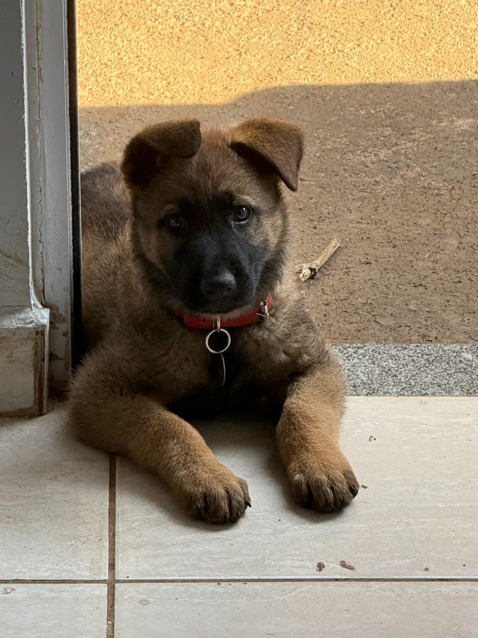 Pastora de Malinois Excelente Linhagem e Temperamento - Foto 3