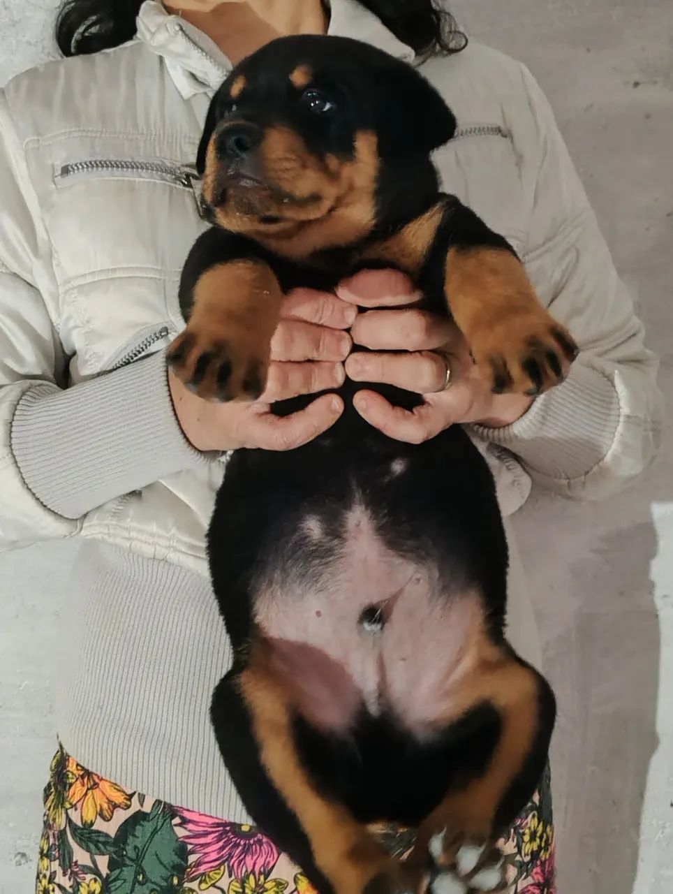 Rottweiler  - Foto 2