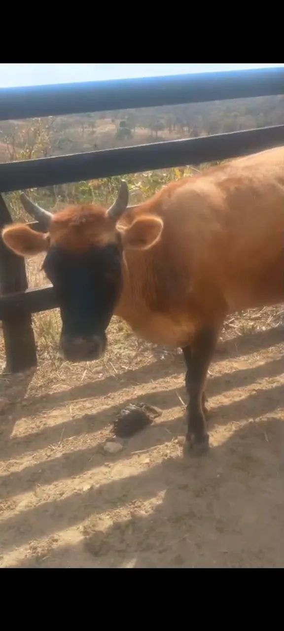 Vaca jersey  - Foto 2