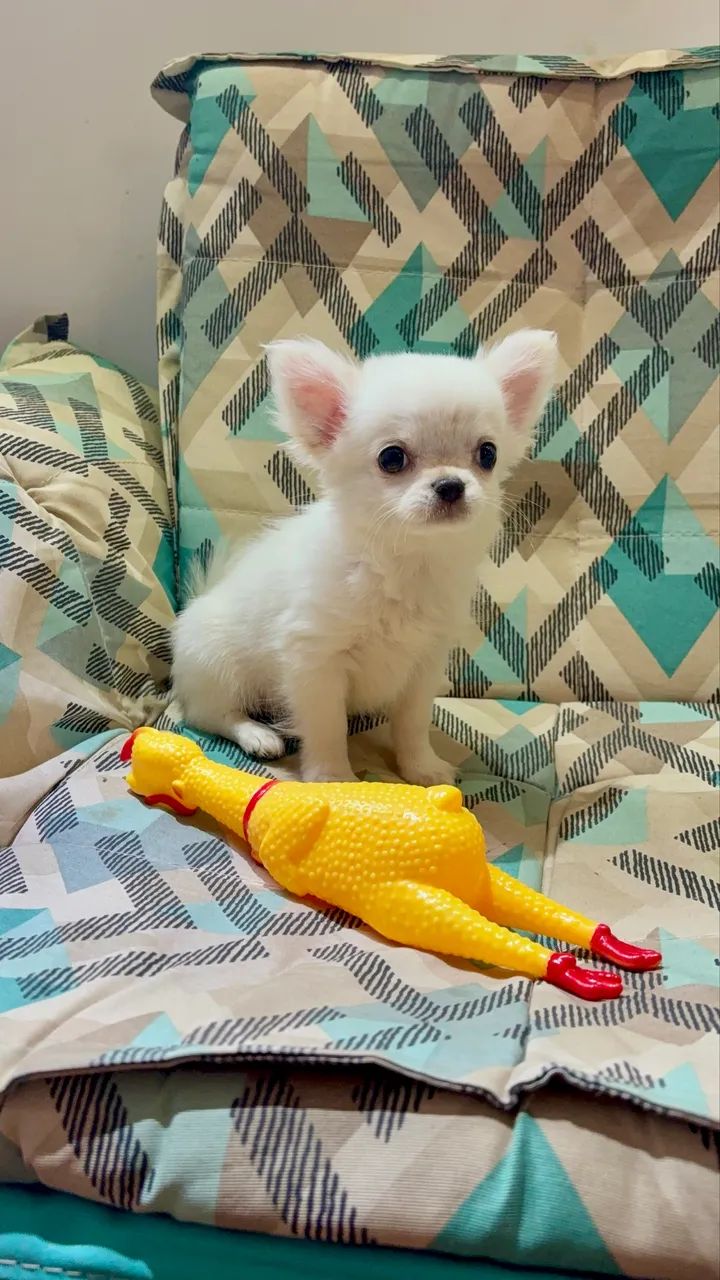 Chihuahua macho pelo longo  - Foto 2