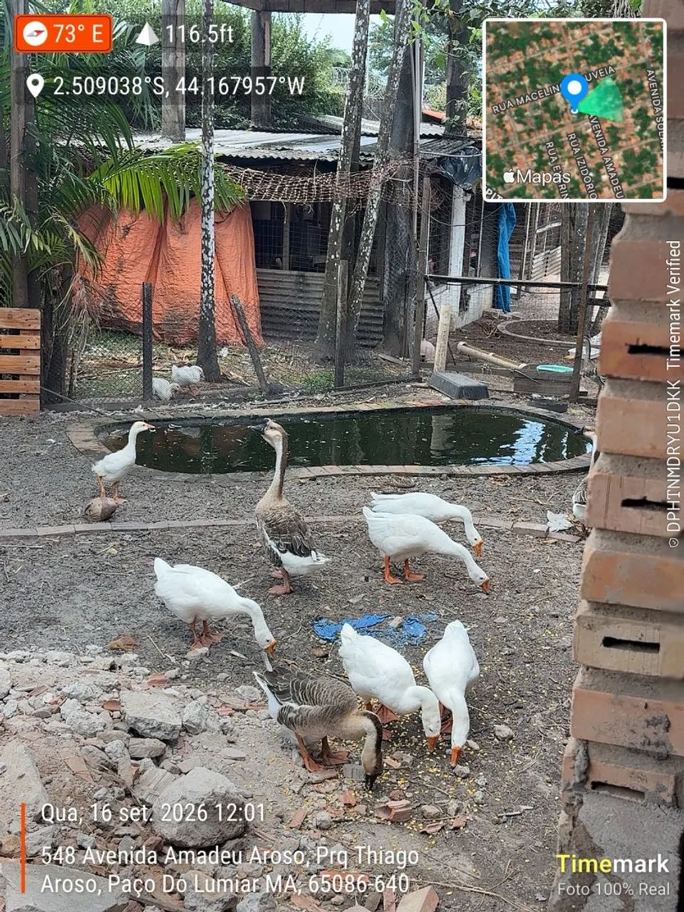 Ganço 