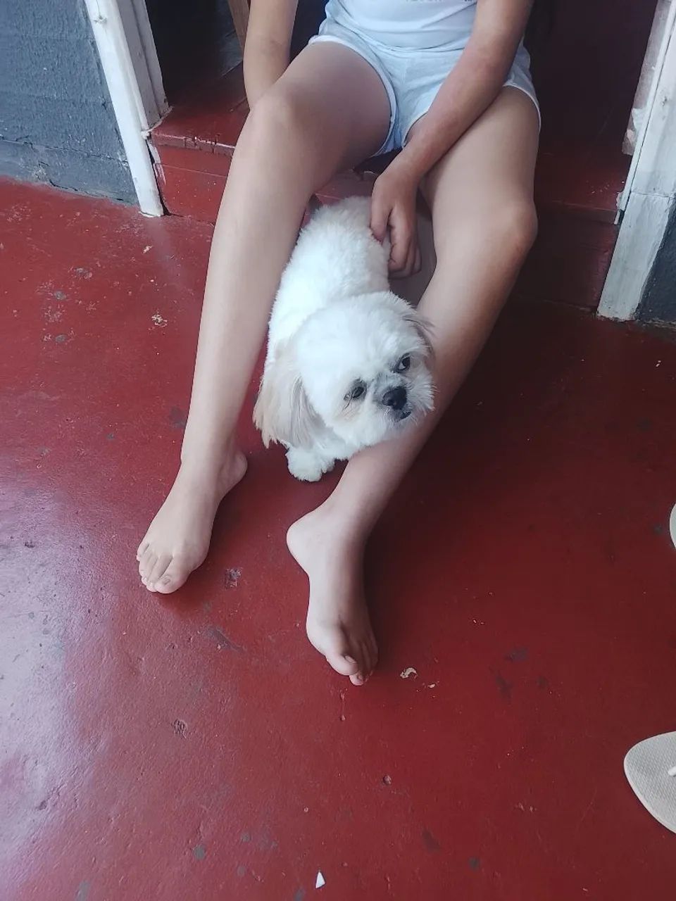 Shitzu mini - Foto 2