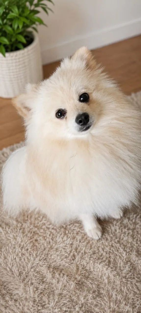 Lulu-da-pomerânia - Foto 2