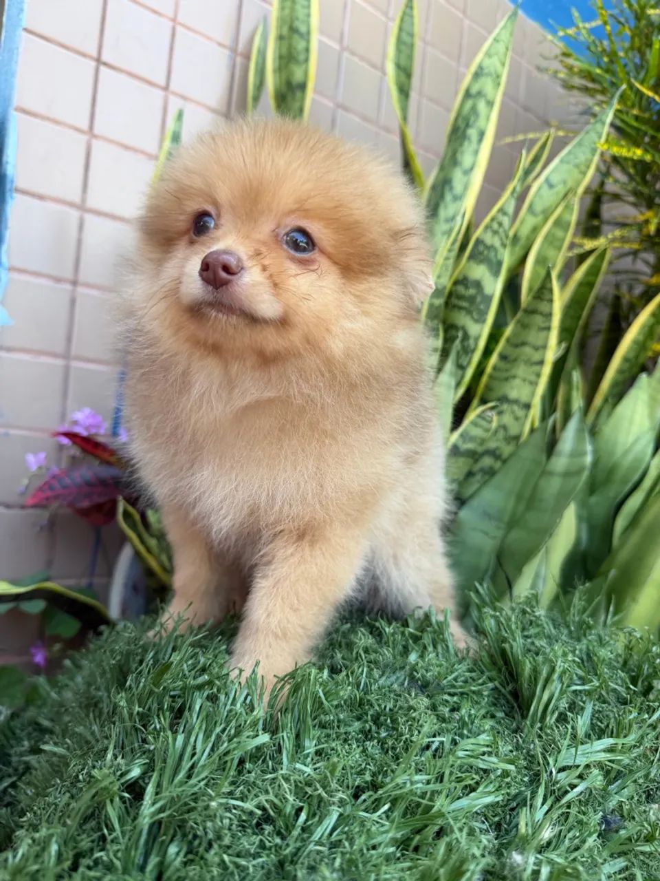 Spitz alemão  - Foto 4