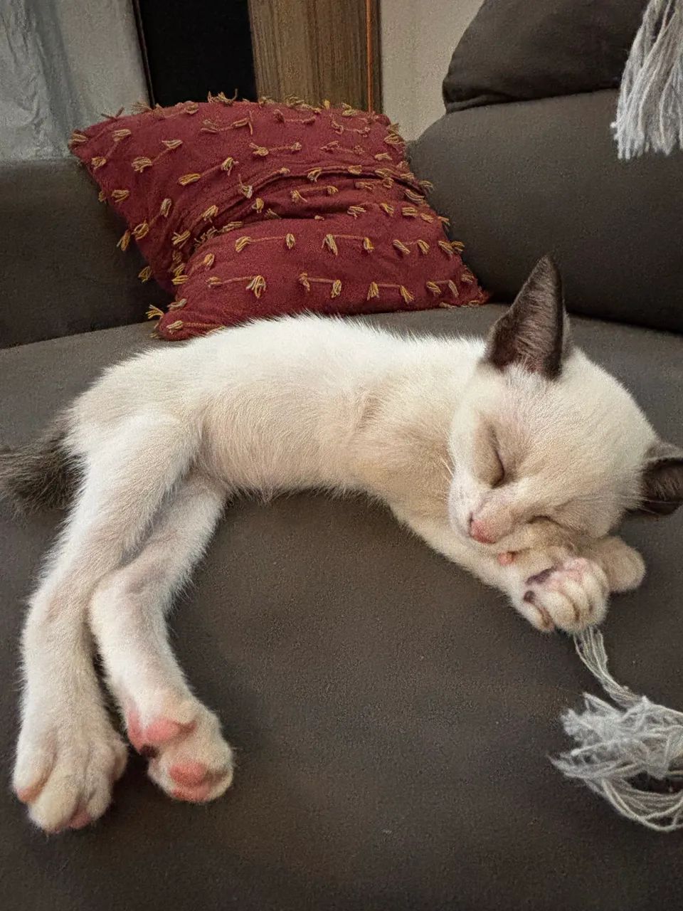 Gatinha filhote disponível para adoção  - Foto 4
