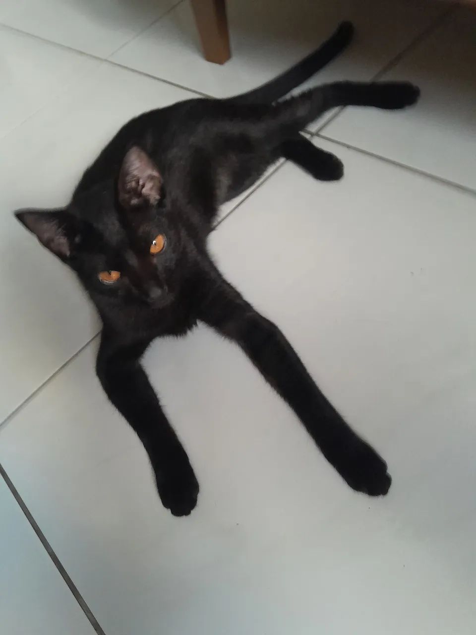 DOAÇAO DE GATA - Foto 2