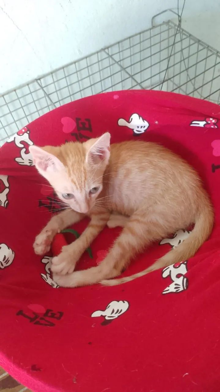 Filhotinho amarelinho macho pra adoção  - Foto 5