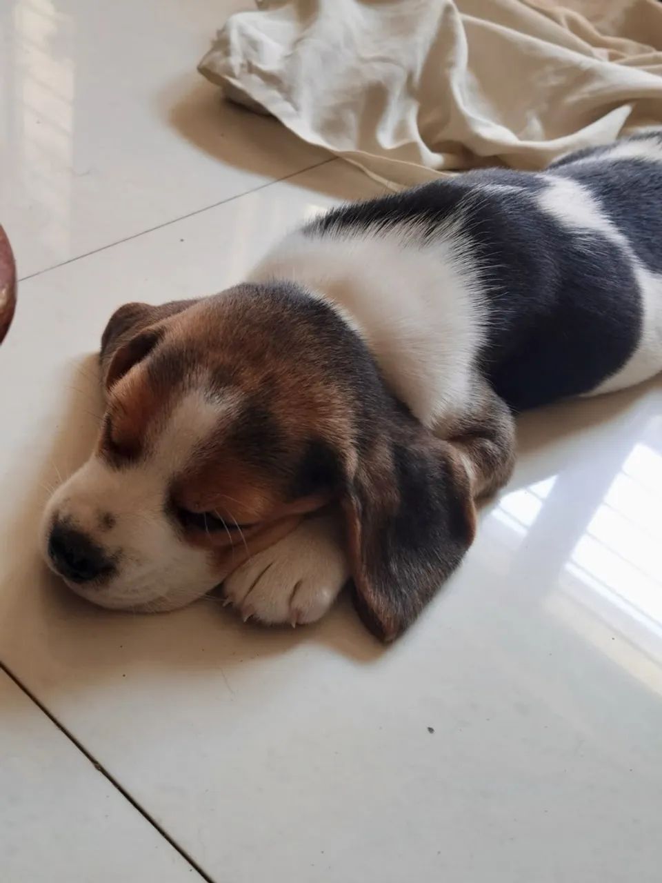 Filhotes de Beagle Incríveis 