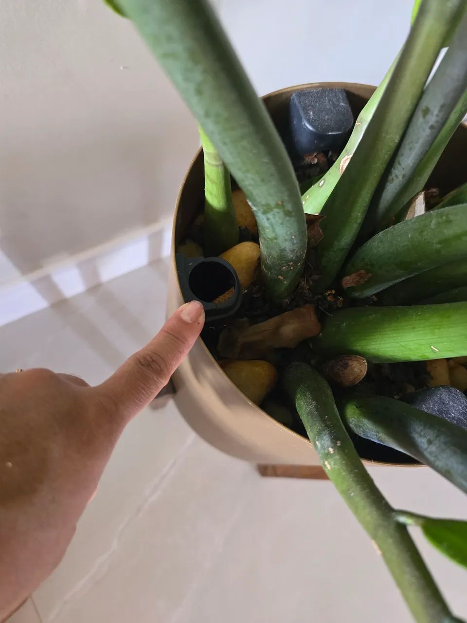  Zamioculca grande + vaso decorativo auto irrigavel plantiê - Foto 3