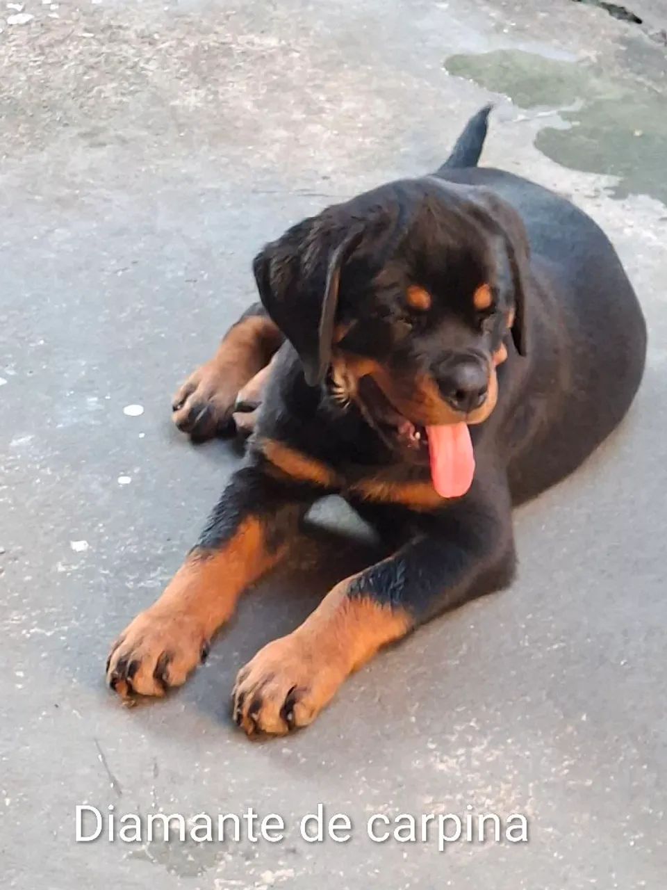 rottweiler  - Foto 3