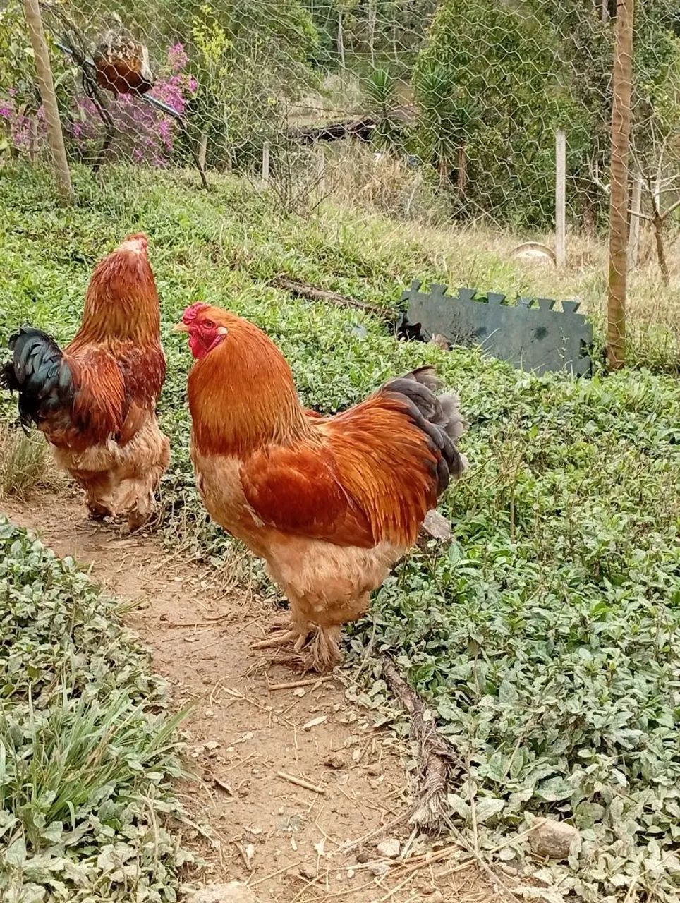Galos brahmas - Foto 4