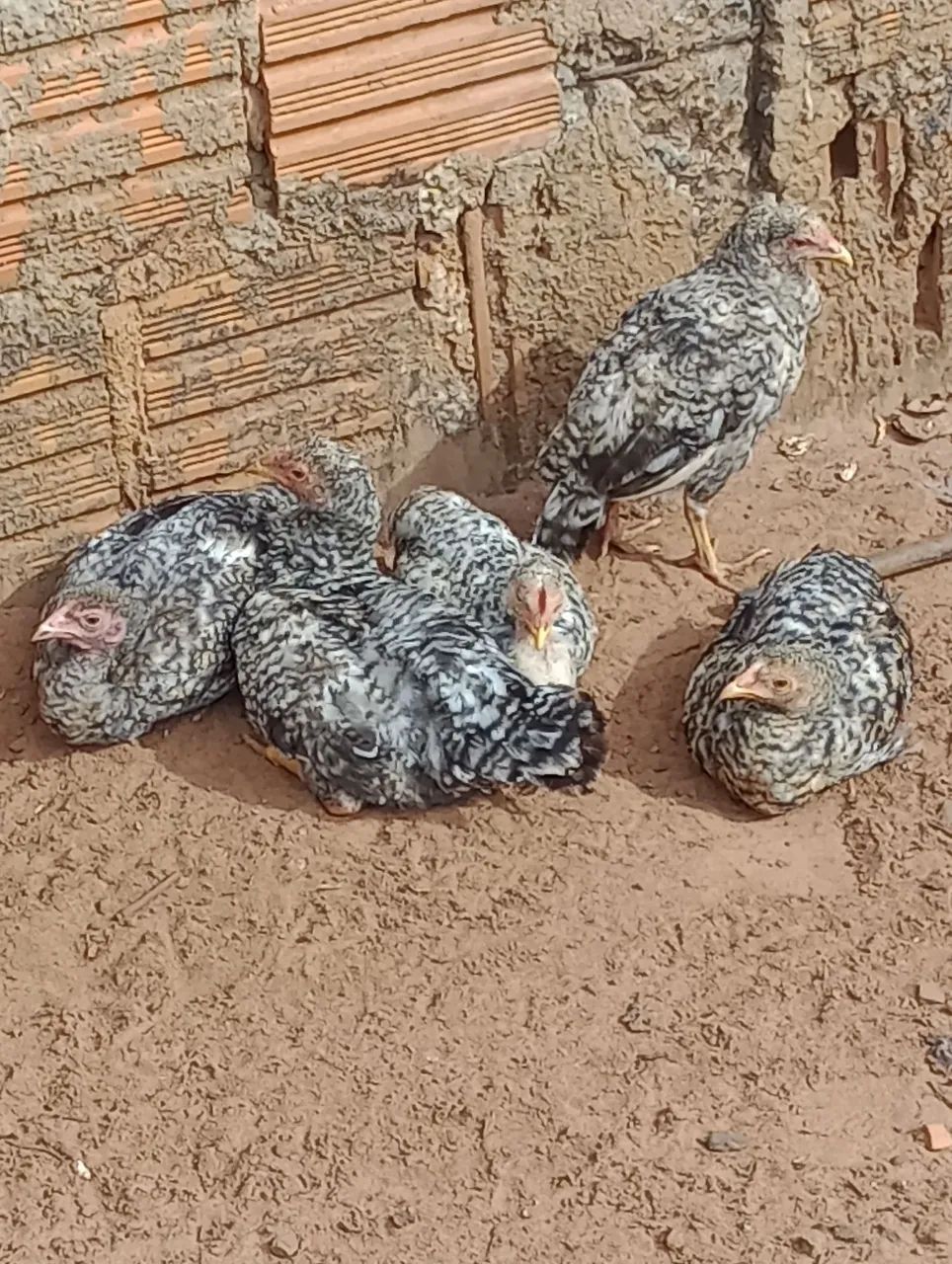 Vendo 5 franguinhos ainda meio pequeno duas frangas lindas quase botando e um frango 