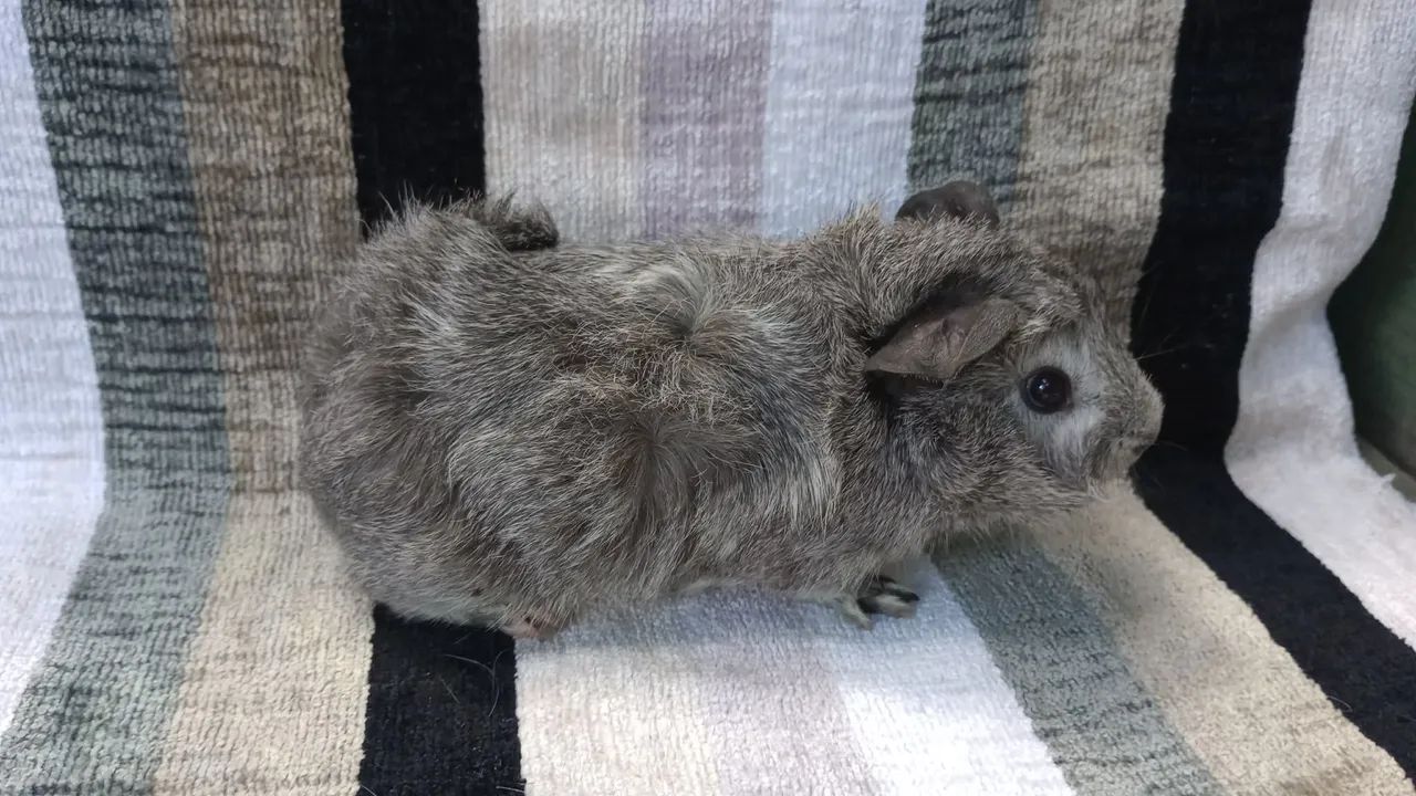 Filhote porquinho da india - Foto 2