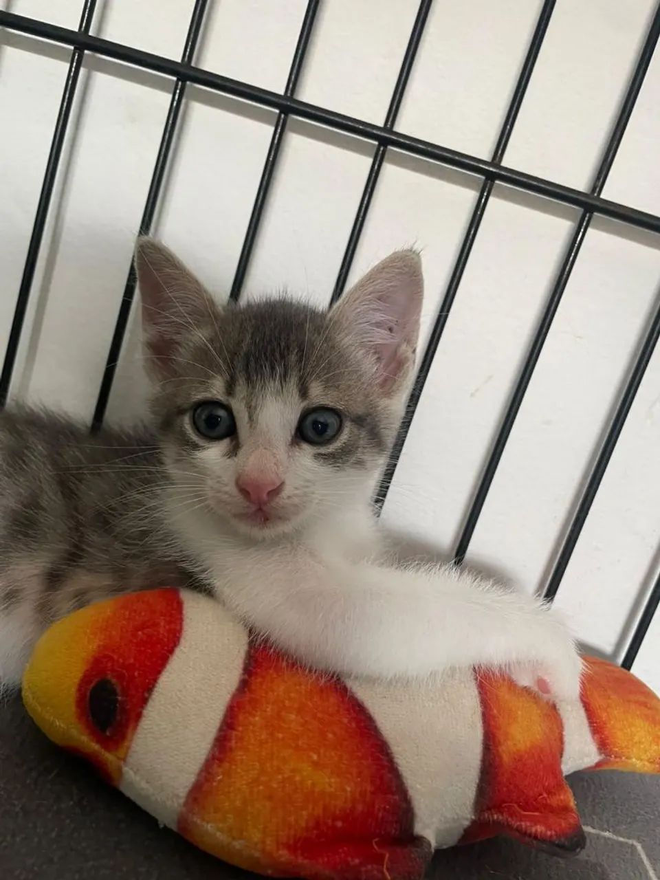 Gato macho 2 meses adoção  - Foto 3