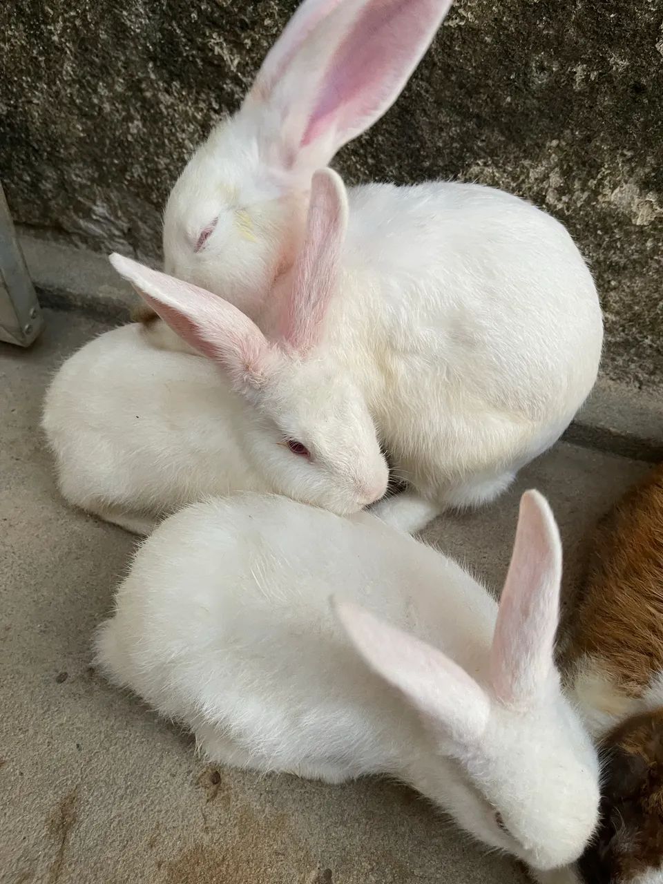 Venda de coelhos  - Foto 3