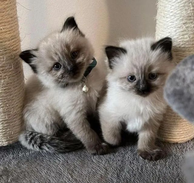 Siamês - lindos filhotes 