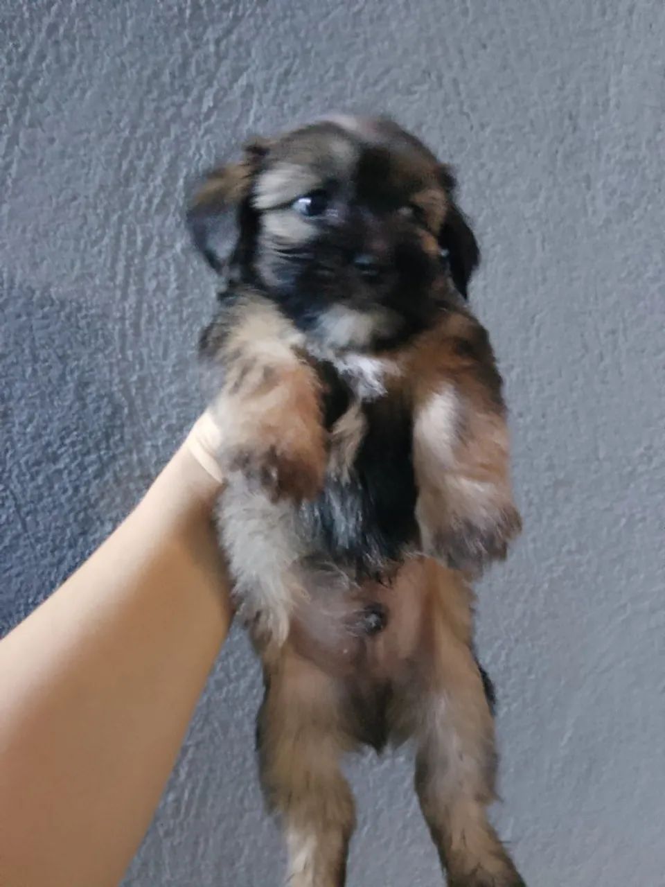 Urso 