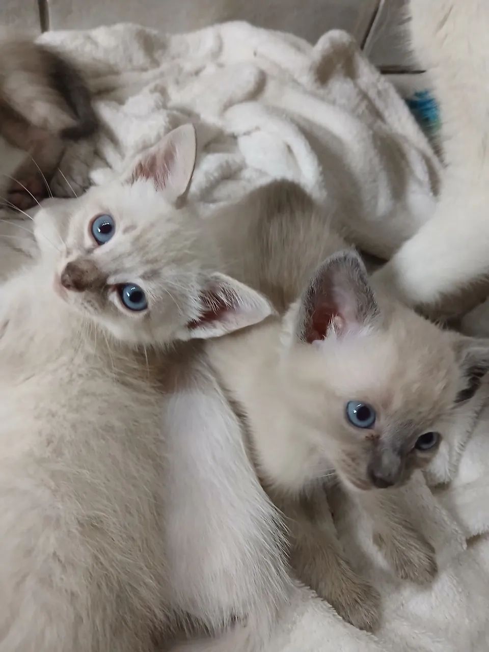 Gatos