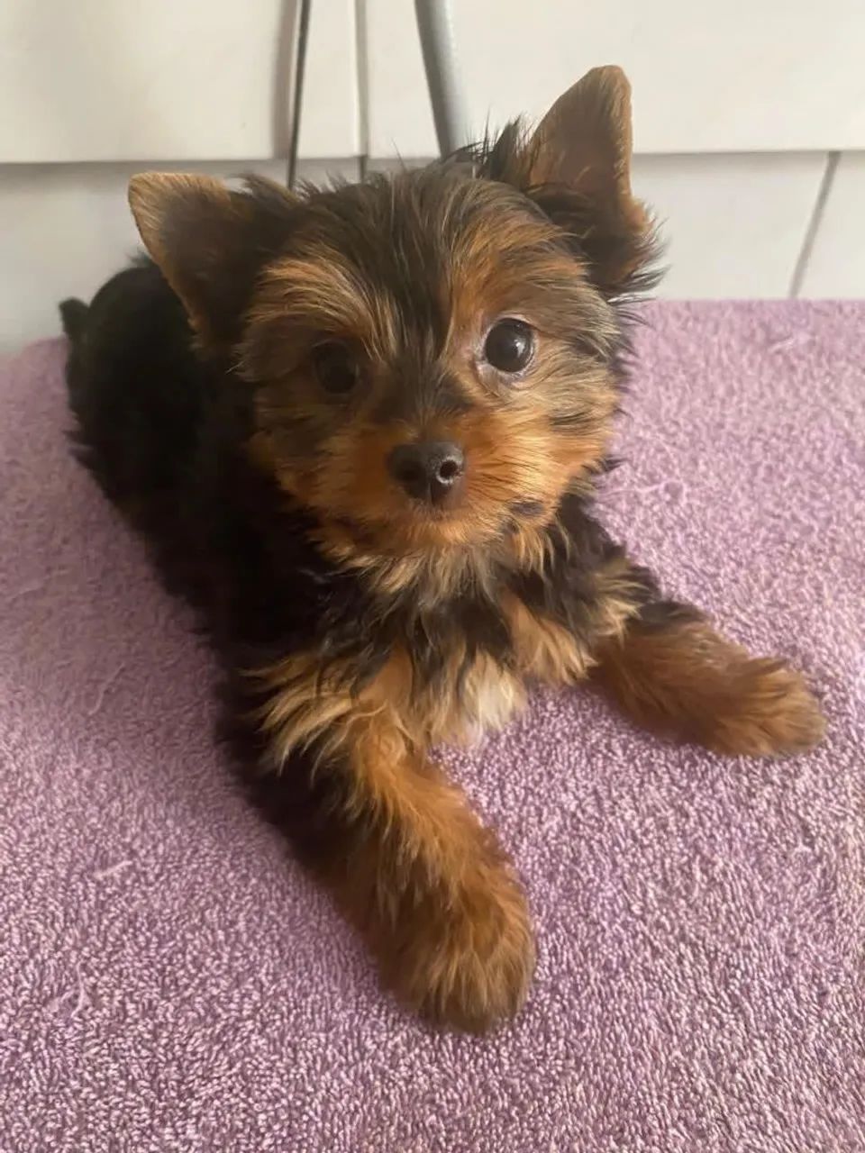 Yorkshire Macho Com 3 Meses 