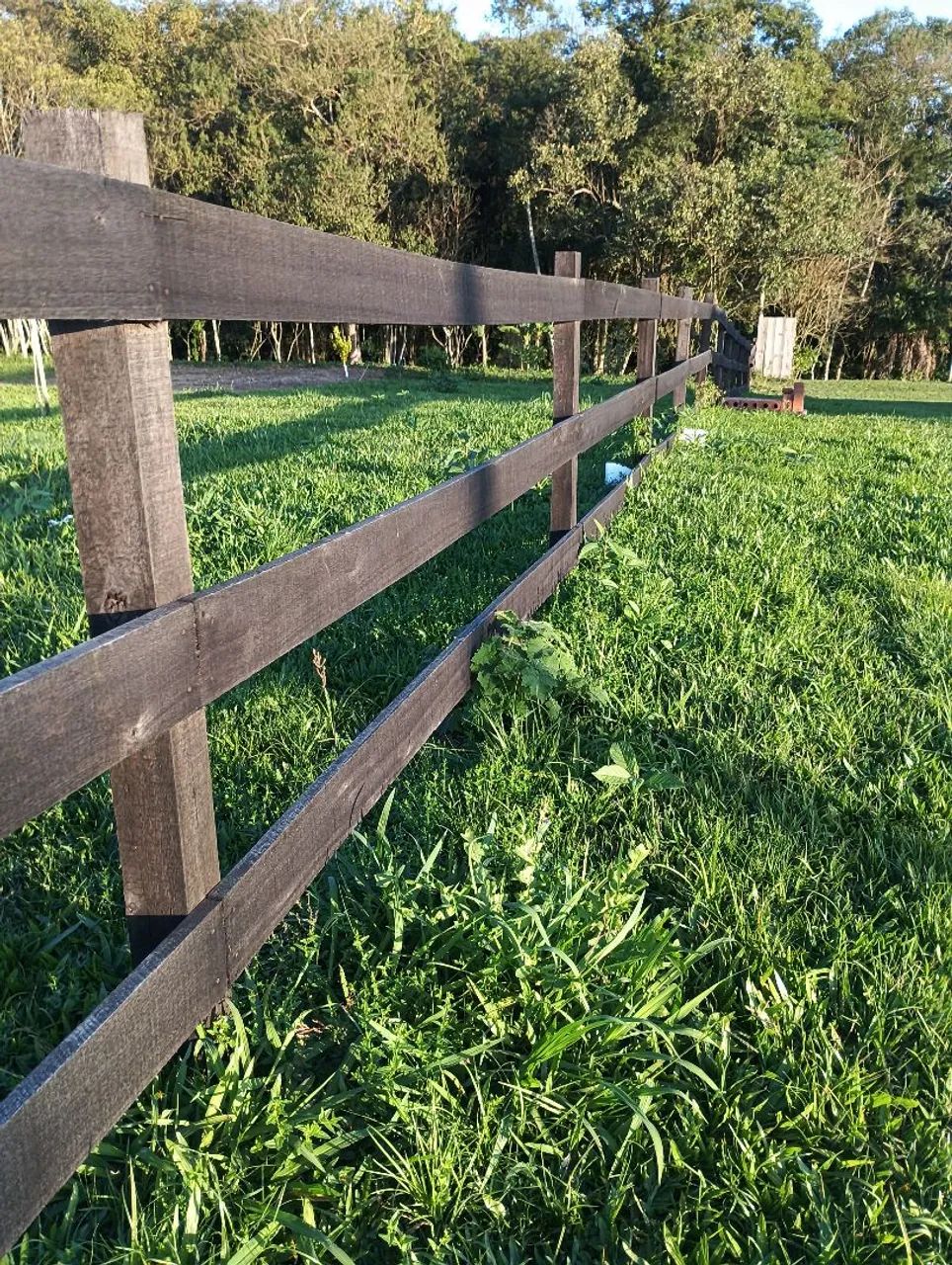 Eucalipto/ Régua e mourão  - Foto 5