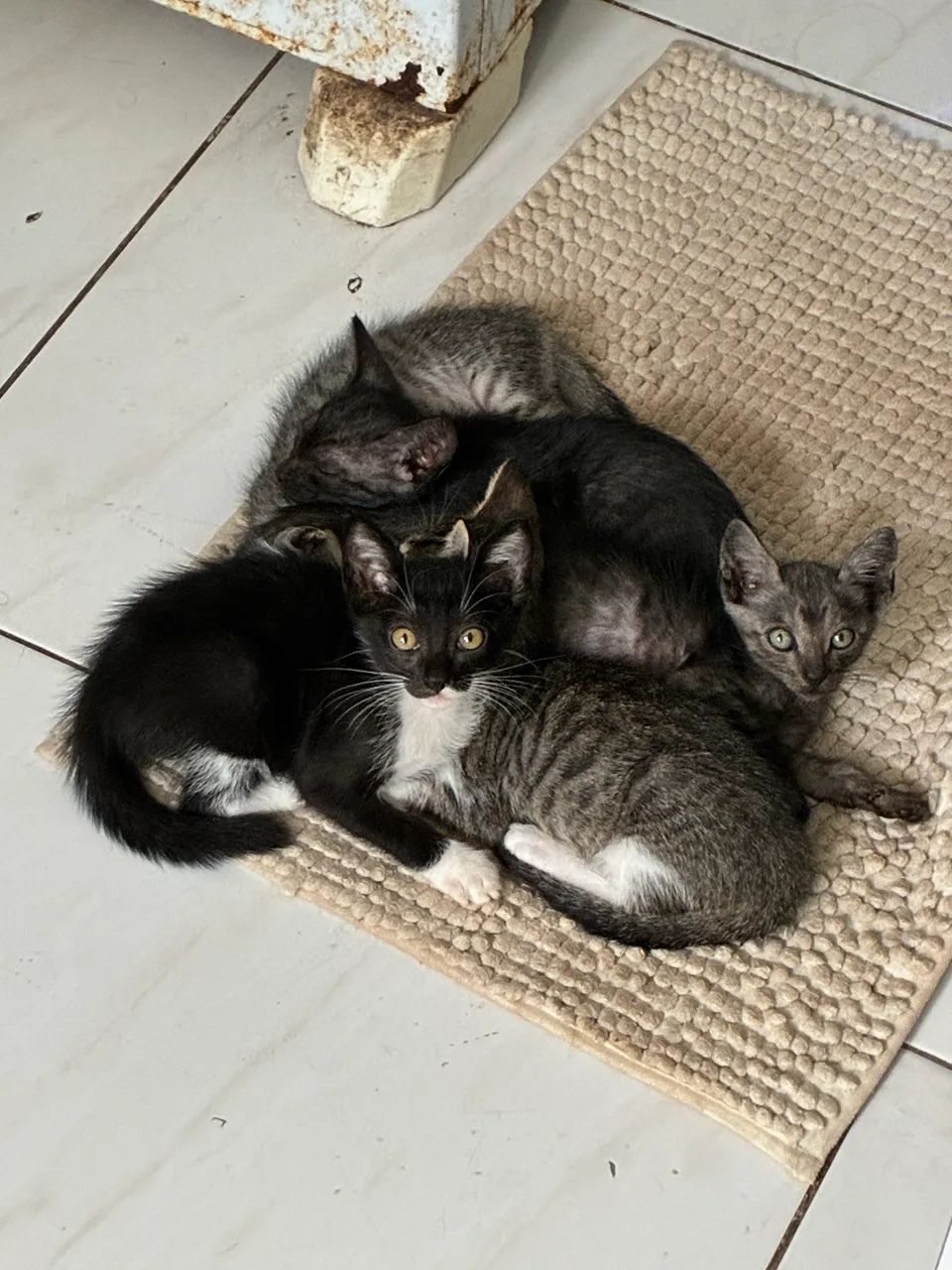 Gatinhos filhotes para adoção, 3 machos e 2 fêmeas  - Foto 2