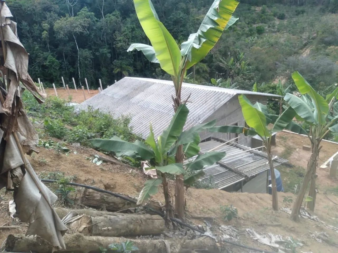 Sítio com casa e 2 mil pés de café  - Foto 3