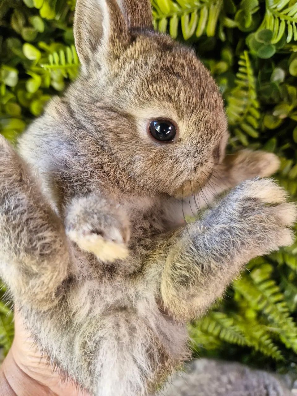 Mini coelhos  - Foto 2