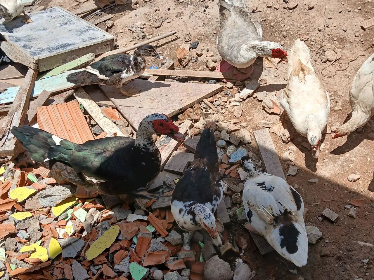 Patos  - Foto 2