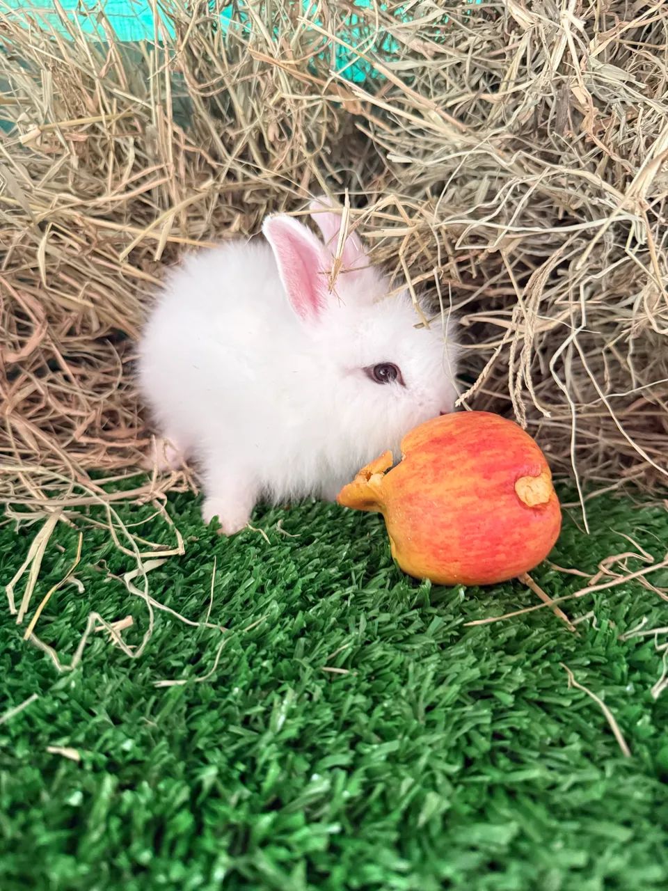Coelhos: Mini Lion Head, Gigante Flandes, Netherland Dwarf, Mini Lop