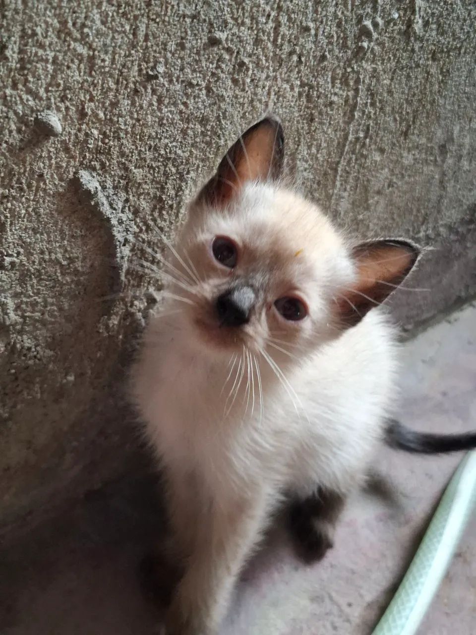 DOAÇÃO DE FELINOS SIAMÊS  - Foto 2