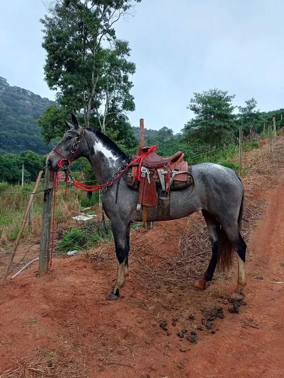Potra macha picada  - Foto 3