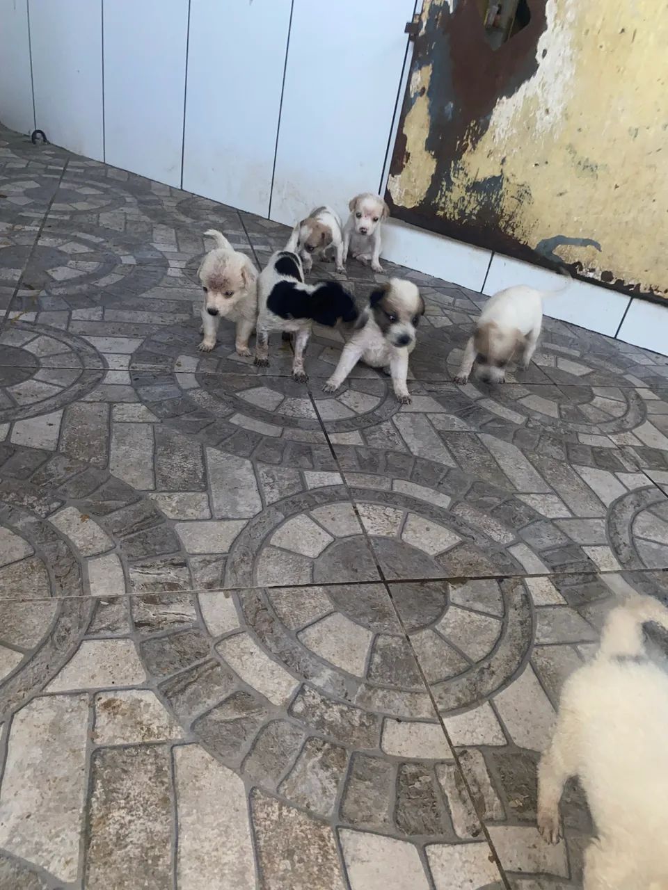 Adoção responsável - Foto 4