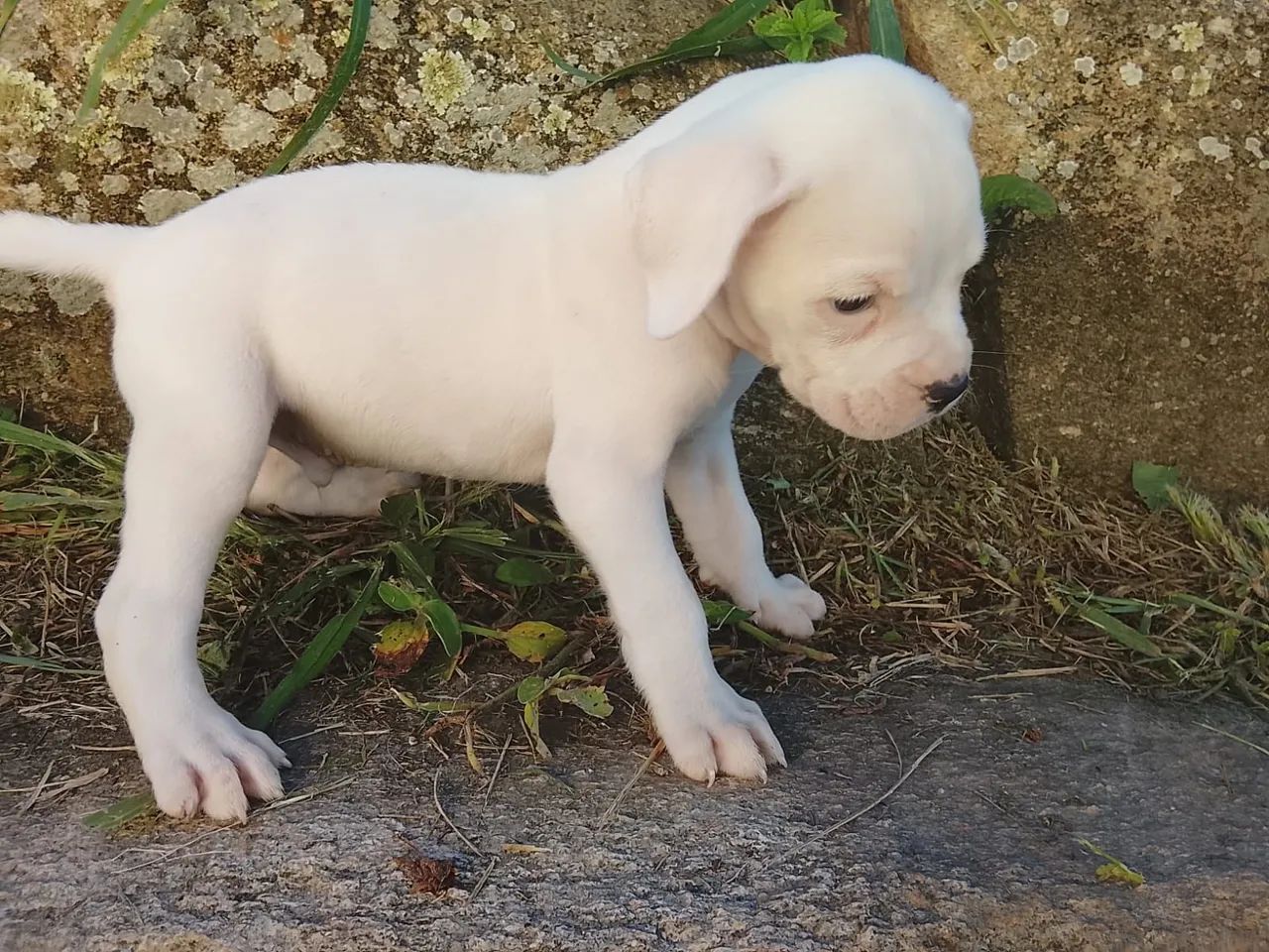 Boxer branco 