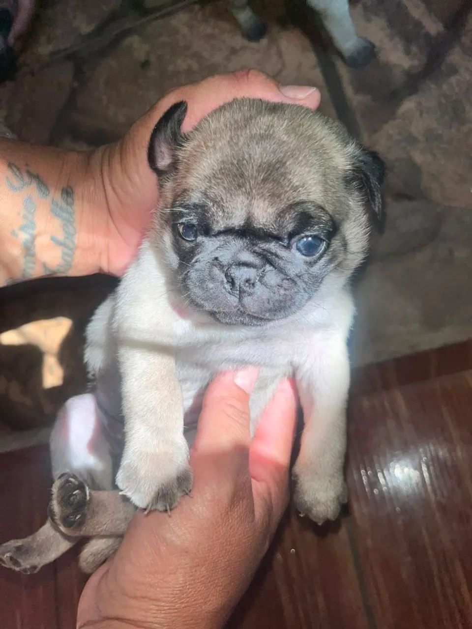 Raça Pug  - Foto 3