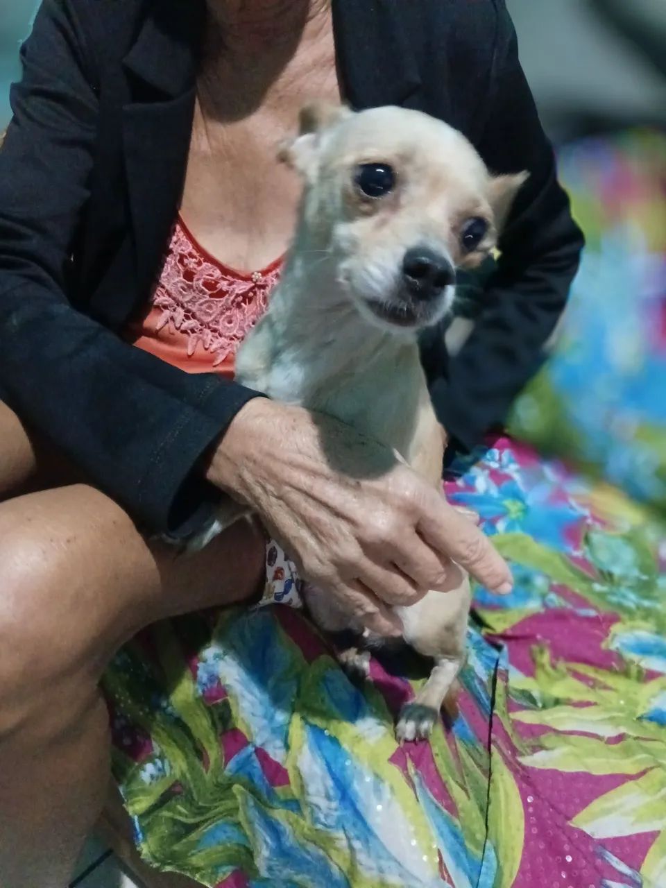 Chihuahua