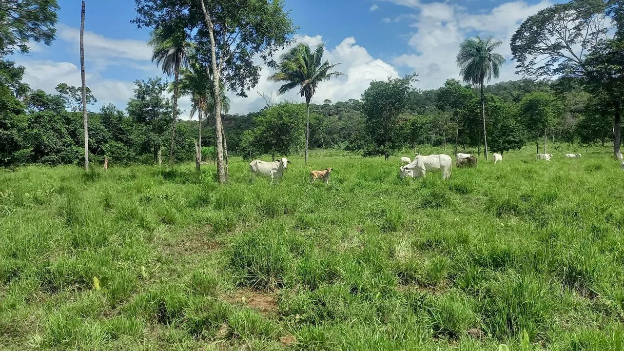 Fazenda 21.8 ha documentada. - Foto 3