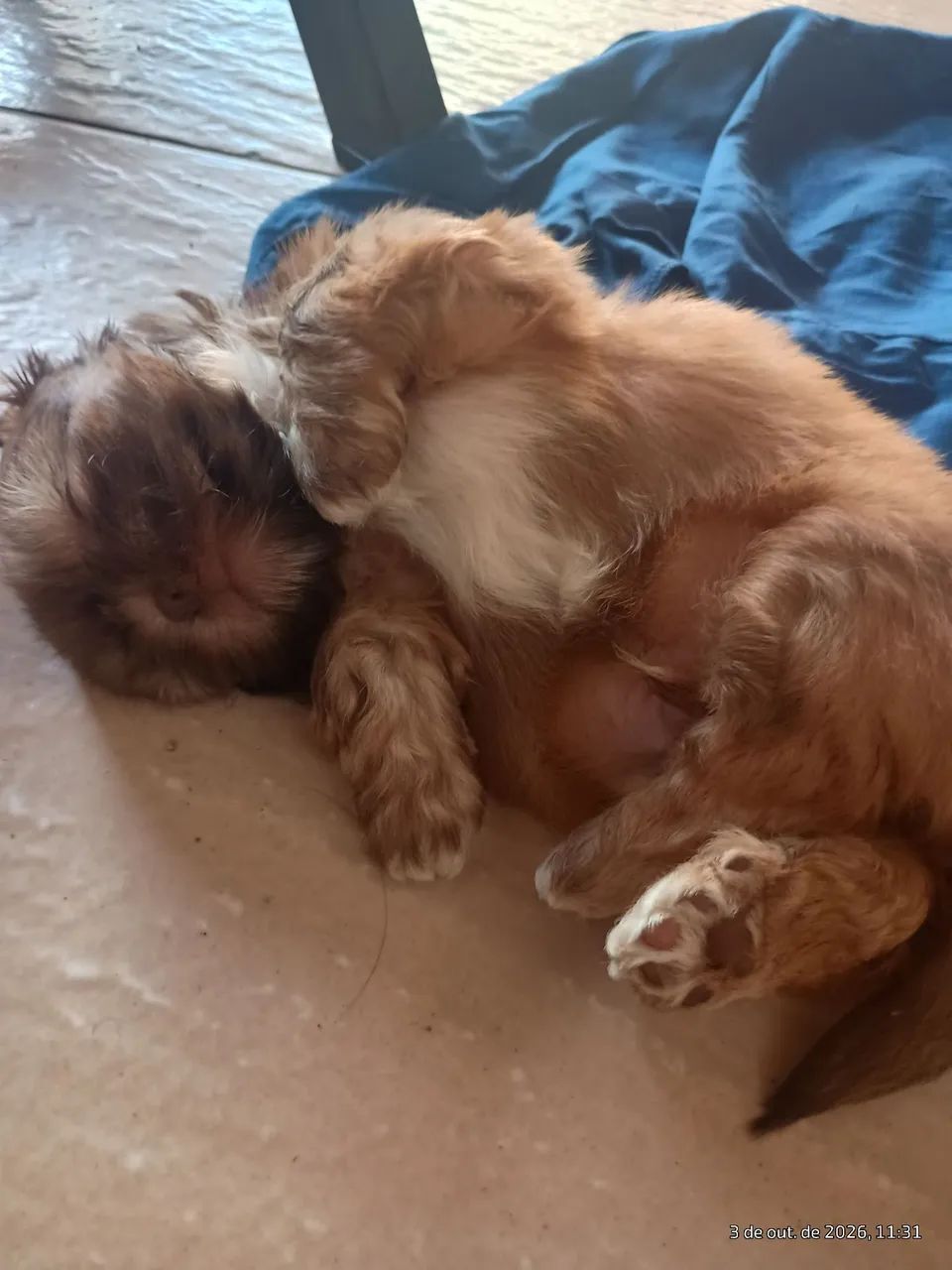 2 lindo machinho  - Foto 2