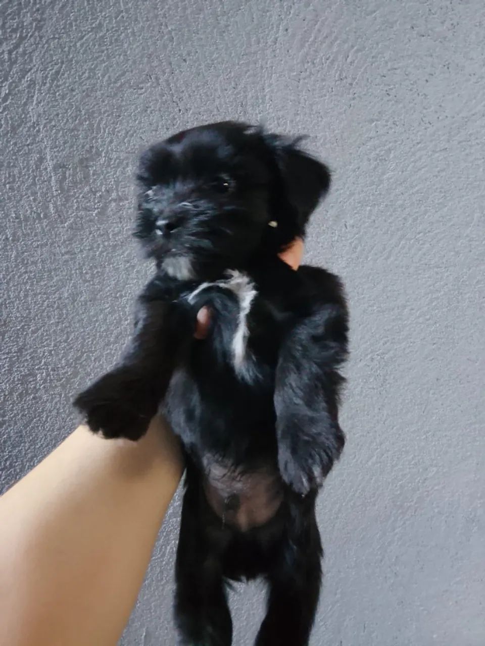 Urso  - Foto 2